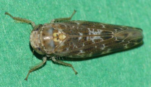 Réf. 307 344 : Allygus mixtus